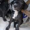 NÉVÉ, chiot femelle croisée braque