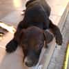 NÉVÉ, chiot femelle croisée braque