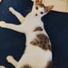 TWIX , chaton mâle type européen