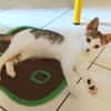 TWIX , chaton mâle type européen
