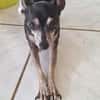 Ziggy, petit chien parfait