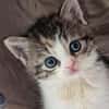 Katzenkind PIPPI