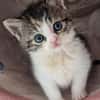 Katzenkind PIPPI