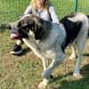Pechino sucht Patenschaft