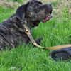 Ulli - sucht Paten