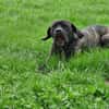 Ulli - sucht Paten