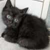 Katzenkind ALICE