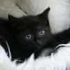 Katzenkind ALICE