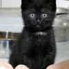 Katzenkind ALICE
