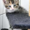 Katzenkind KETE