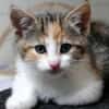 Katzenkind KELLY