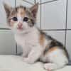Katzenkind KELLY