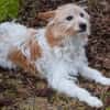 Wuschelmaus Buffy