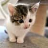 Katzenkind PIPER