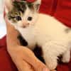 Katzenkind PIPER