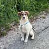 Kleiner Charmeur sucht Anhang