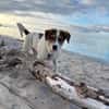 Kleiner Charmeur sucht Anhang