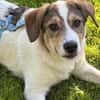 Kleiner Charmeur sucht Anhang