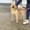 Herzenshund Snoopy sucht Zuhause
