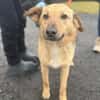 Herzenshund Snoopy sucht Zuhause