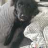 Hundekind Joker auf Pflegestelle
