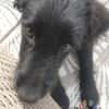 Hundekind Joker auf Pflegestelle