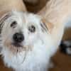TENTEN - besonderer Hund mit großem Herz