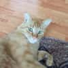 Rudi ein Super-Kater