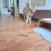 Rudi ein Super-Kater