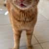 Rudi ein Super-Kater