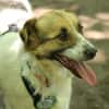 Albino sucht sein Für-immer-Zuhause