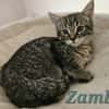 ZAMBO