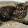 SIERRA