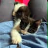 Merlin