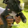 ARONA , chiot femelle Berger Créole  La mignonne !