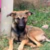 DAKOTA , chiot femelle Berger Créole  Le regard ravageur !