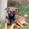 DAKOTA , chiot femelle Berger Créole  Le regard ravageur !