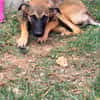 DAKOTA , chiot femelle Berger Créole  Le regard ravageur !