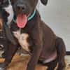 DOWY , chiot mâle Berger Créole  Le seul gars de la bande !