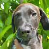 DOWY , chiot mâle Berger Créole  Le seul gars de la bande !