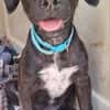 DOWY , chiot mâle Berger Créole  Le seul gars de la bande !