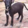 KELINA , chiot femelle Berger Créole La petite beauté !