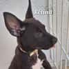 KELINA , chiot femelle Berger Créole La petite beauté !