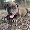 KIRA , chiot femelle Berger Créole