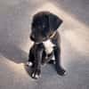 ONY, chiot mâle Berger Créole