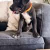 ONY, chiot mâle Berger Créole