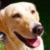 Toshi ein absoluter Traumhund