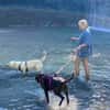 Toshi ein absoluter Traumhund