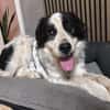 Menschenfreund Arno sucht ruhiges Heim