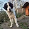 Menschenfreund Arno sucht ruhiges Heim